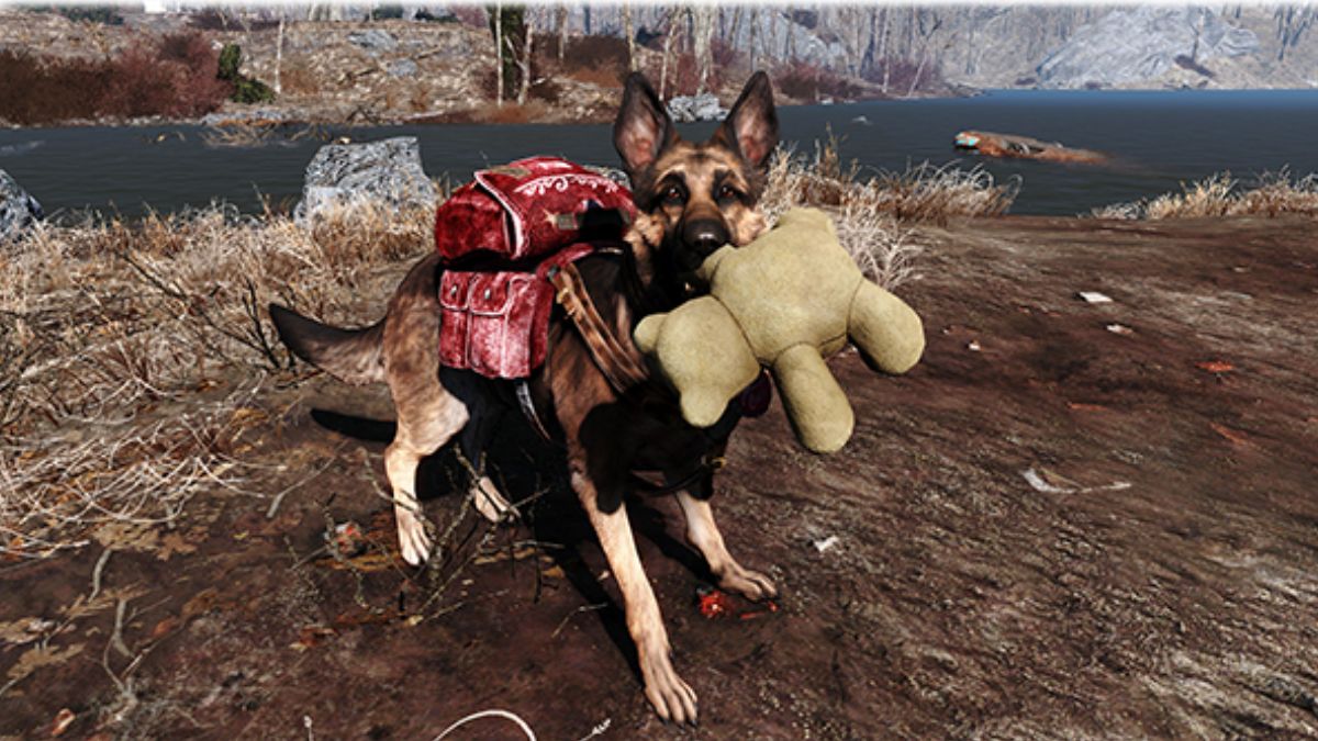 Dog meat in fallout 4 How to use dog meat in fallout 4
